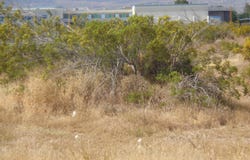 108th Ste Palmdale Blvd, Littlerock, CA 93543