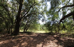 Willingham Road, Ochlocknee, GA 31773