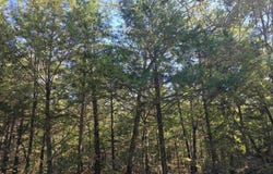 1007 E Wisconsin Avenue, Horseshoe Bend, AR 72512