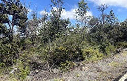 PINEAPPLE PKWY, Ocean View, HI 96737