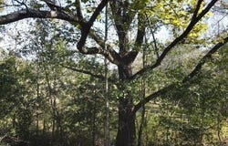 Highway 550, Union Church, MS 39668