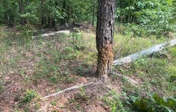 County Road 341, Piedmont, MO 63957