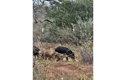 5711 FM 765, San Saba, TX 76872