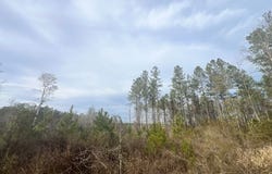Strickland Road, WAYNESBORO, MS 39367