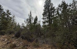 Bunting Dr, Bonanza, OR 97623