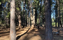 7076 Alward Way, Shingletown, CA 96088