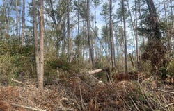 14th Trace, Live Oak, FL 32060