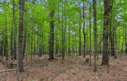 Edes Falls Road, Harrison, ME 04040