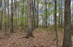 Cr 413, New Houlka, MS 38850