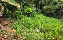 Angeles, Utuado, PR 00641