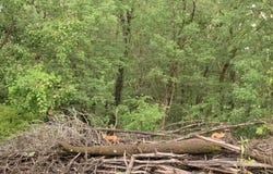 County Road 830, Thornfield, MO 65762