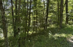 9 Lower Cherry Grove, Slatyfork, WV 26291