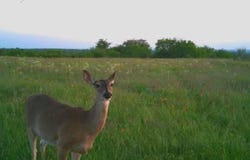 1838 County Road 343, Dublin, TX 76446