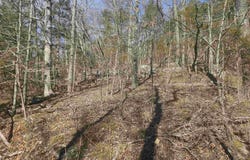 Fawn Road, Big Flat, AR 72617