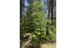 2128 Ferguson Drive, Camp Nelson, CA 93265