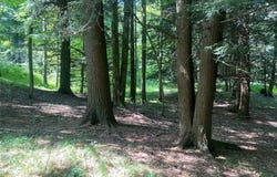 State Route 244, Belmont, NY 14813