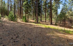 Smithneck Road, Loyalton, CA 96118
