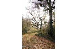 Frog Ridge Road, Jayess, MS 39641