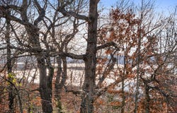 Gregory Lane lot: 6, Branson, MO 65616