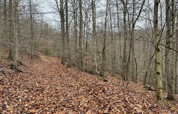 RT 64 Braden Hill Rd., Alma, WV 26320