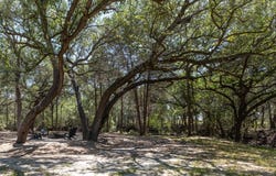 2088 (Tract #3) Baca Loop, Flatonia, TX 78941