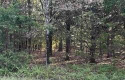 001 Hand Cove Road, Elizabeth, AR 72531