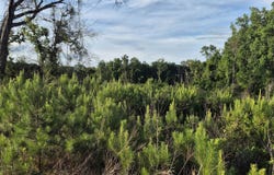 01 Brooklyn Road, Evergreen, AL 36401