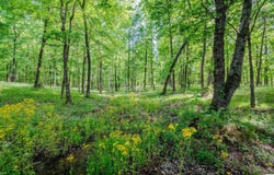 APPLE GROVE ROAD, SOMERVILLE, AL 35670