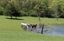 1299 Missouri 181, Cabool, MO 65689
