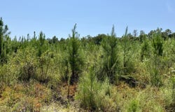 Louella Road Tract, Mc Intosh, AL 36553