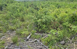 Owl Ridge Way, Sunbright, TN 37872