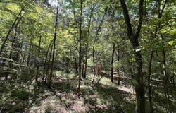 Davidson Campground Rd, Okolona, AR 71962