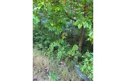 Fishers Peak View, Ennice, NC 28623