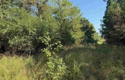 186 Wayback Lane, Cove, AR 71937