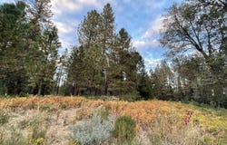 Forest Road, McCloud, CA 96057