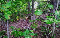Evergreen Acres, Ludlow, VT 05149