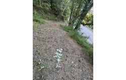 12326 River Front Rd, Belfry, KY 41514