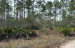 317 Paradise Ln, Apalachicola, FL 32320