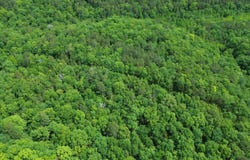 E Mountain Road, Bee Branch, AR 72013