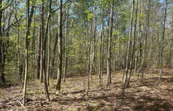 99 COUNTY ROAD 53, Double Springs, AL 35553