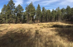 AZ-260, Show Low, AZ 85901