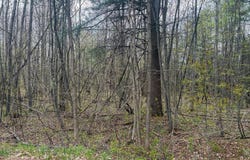 Callahan Road, Burke, NY 12917