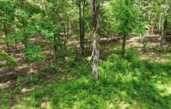 Barn Hollow Drive, Mountain View, MO 65548