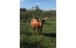 573 County Road 412, Carbon, TX 76435