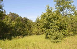 NE HOLLY ROAD, KALKASKA, MI 49646
