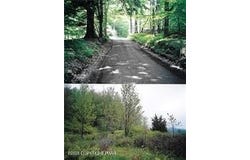 Pantherlick Road, Sugar Run, PA 18846