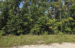 164TH STREET, McAlpin, FL 32062