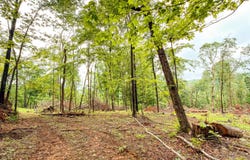 Landrum Road, Bainbridge, OH 45612