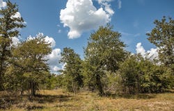 TBD FM 180 Road, Ledbetter, TX 78946