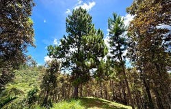 Cayey, Cayey, PR 00736